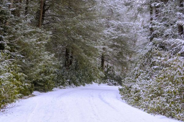 WV, Blackwater Falls Snowy road through forest